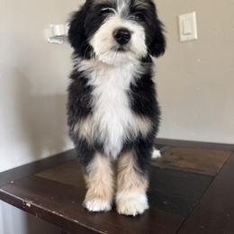 Rogue - Tri-color female Double Doodle puppy in Horseshoe Bend, Idaho from Over the Moon Poodles and Doodles