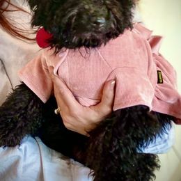 Bernedoodle, Double Doodle, and Goldendoodle Puppies from Pia’s Doodle Poodle Wag