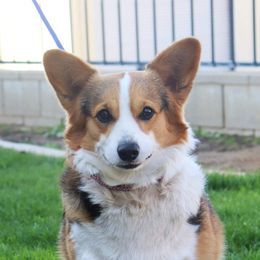Melody - Pembroke Welsh Corgi