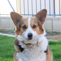 Melody - Pembroke Welsh Corgi