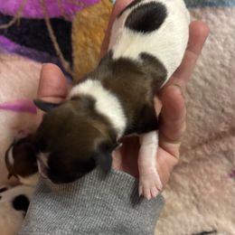 Jacob - Red brindle male Havanese puppy in Independence, Iowa from EClair's Havanese