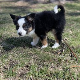 Sporty Mix Puppies from Ebonheart Kennel