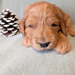 Bear - Apricot male Goldendoodle puppy in Rochester, New York from Aimee Schamback