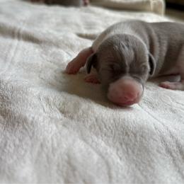 Joey Fatone - White and blue fawn male Italian Greyhound puppy in Texas from Italian Greyhounds of Frisco