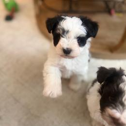 Bruno - Parti male Miniature Schnauzer puppy in Orange City, Florida from Xaysha’s Miniature Schnauzers