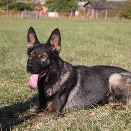 Fara - German Shepherd