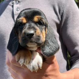 Female 1 - Black brown and white female Basset Hound puppy in Lindley, New York from Hill Top Basset Hounds & Cane Corso