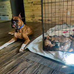Boxer Puppies from Boxer Boulevard