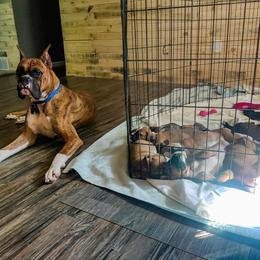 Boxer Puppies from Boxer Boulevard