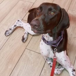 German Shorthaired Pointers from Dancin' German Shorthaired Pointer's