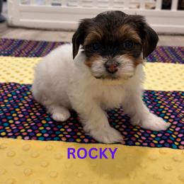 ROCKY - Fawn sable male Havanese puppy in Fielding, Utah from LUCKY HAVANESE