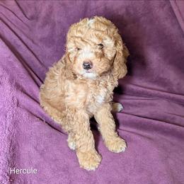 Hercule - Golden male Cockapoo puppy in Sunset, Louisiana from Cano Cockapoos