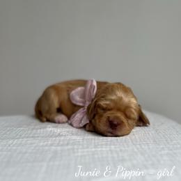 Pebble - Caramel female Australian Labradoodle puppy in Belding, Michigan from Rutu Australian Labradoodles