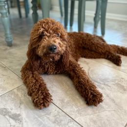 Irish Doodle puppies from Boutique Bernedoodles & Co.