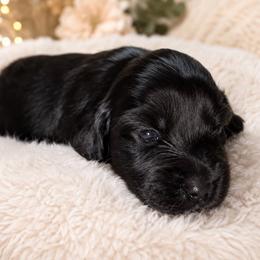 Tulip - Black female Dachshund puppy in Mesa, Arizona from Dach Army LLC