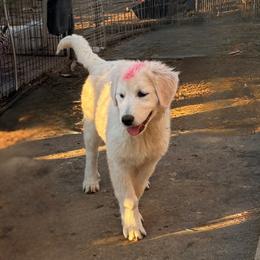Pink Girl - White female Maremma Sheepdog puppy in Kings County, California from Prancing Pony Farm Maremma Sheepdogs