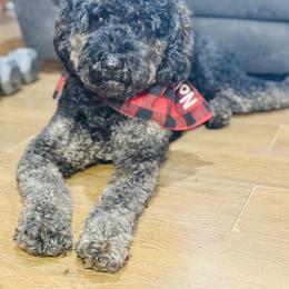 Nola - Goldendoodle