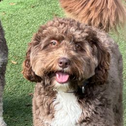 Albie - Aussiedoodle