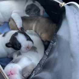French Bulldog Puppies from The Frenchie Lady Co.