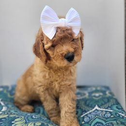 MAGNOLIA - Red  Goldendoodle puppy in Arkansas from Dapper Doods