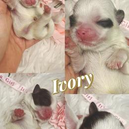 Ivory - White female Shih Tzu puppy in Coolidge, Arizona from Shih Tzu’s  ‘N’ Love