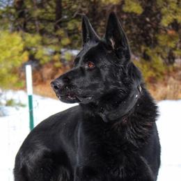 German Shepherds from Angelina Johnson