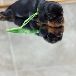 Hoagie - Black and tan male Cavalier King Charles Spaniel puppy in El Campo, Texas from Longhorn Cavaliers