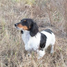 Petey - Dachshund
