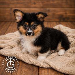 Teddy - Black and tan male American Corgi puppy in Hico, Texas from Chisholm Trail Kennels