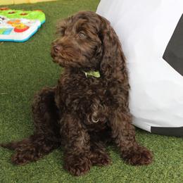 Green collar Mike - Chocolate male Australian Labradoodle puppy in Provo, Utah from EllsWORTH Labradoodles LLC