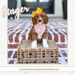 Ginger - Red  female Goldendoodle puppy in Bell Buckle, Tennessee from Precious Puptown Doodles