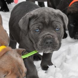 Green - Gray male Cane Corso puppy in Sault Ste Marie, Michigan from Willow Creek Cane Corsos