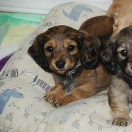 Dachshund Puppies from Vicki Bardos' Dachshunds