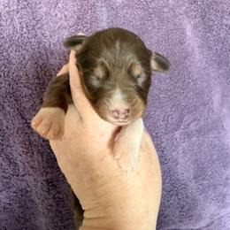Red Tri Female 1 - Red tri-color female Miniature American Shepherd puppy in Connecticut from Novus Kennels