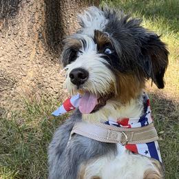 Bernedoodles and Goldendoodles from Dainty Doodle Dogs