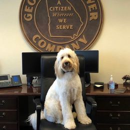 Australian Labradoodle, Cavapoo, and Goldendoodle Puppies from Deer Creek Labradoodles