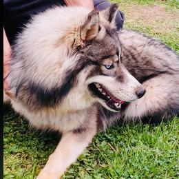 Athnea - Siberian Husky