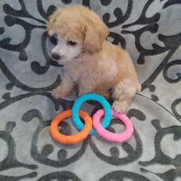 Poodle Puppies from Precious Poodle Babies