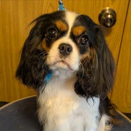 Prada - Cavalier King Charles Spaniel