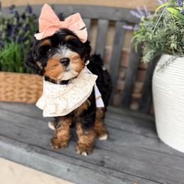 Vidia - Tri-color female Bernedoodle puppy in Payson, Utah from The Puppy Nest