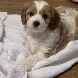 Cavalier King Charles Spaniel, Cavapoo, Maltipoo, and Poodle Puppies from Lainy's Puppies