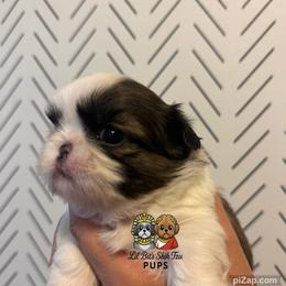 Bonnie - Tricolor female Shih Tzu puppy in Walkertown, North Carolina from Lil’ Bit’s Shih Tzu