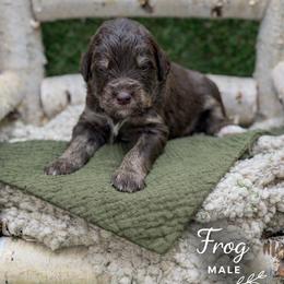 Frog - Tri-color male Bernedoodle puppy in Williamson, New York from Lakeside Doodles
