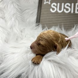 Goldendoodle Puppies from Averee's Doodles