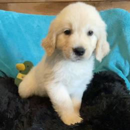 Peyton - Light golden male Golden Retriever puppy in Ennis, Texas from Amberidge Golden Retrievers