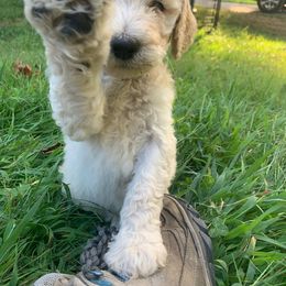 Poodle Puppies from Hidden Treasures Farm LLC