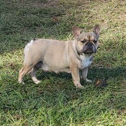 TiTi - French Bulldog