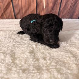Ladybug - Black female Goldendoodle puppy in Luana, Iowa from Country View Bernedoodles and Goldendoodles