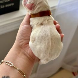 Cockapoo and Cocker Spaniel Puppies from Rome & Reign Farm