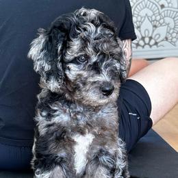 Miss Purple - Merle female Goldendoodle puppy in San Diego, California from Sensational Doodles